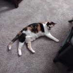 IMG_20230123_182405938